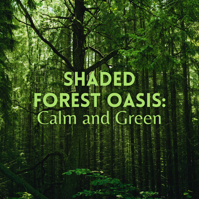 Shaded Forest Oasis: Calm and Green