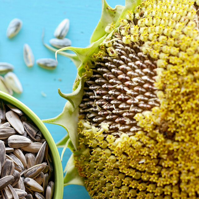 The Sunflower is Ripe