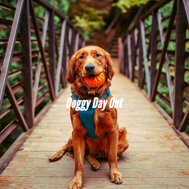 Doggy Day Out