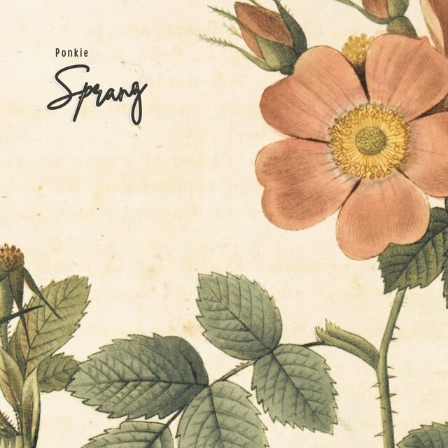 Sprang