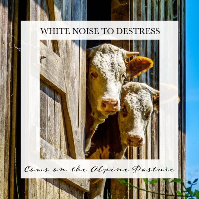 Cows on the Alpine Pasture: Pure White Noise to Chill