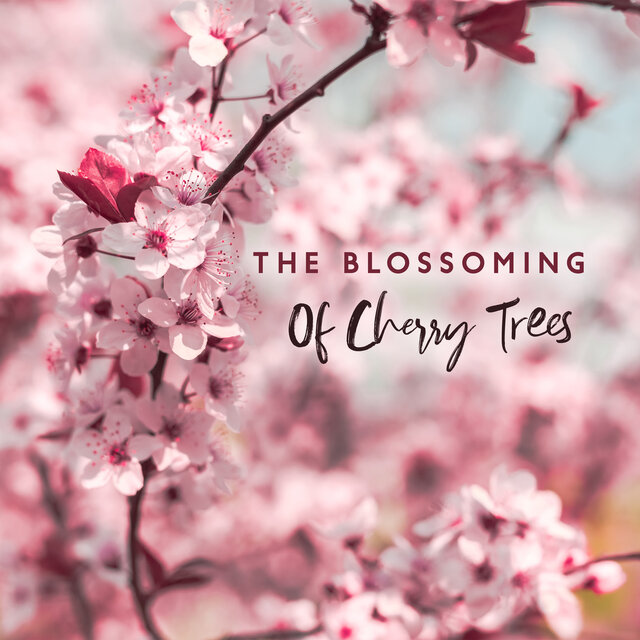 The Blossoming Of Cherry Trees