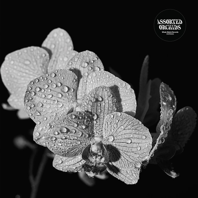 Cover art for album Assorted Orchids by Assorted Orchids