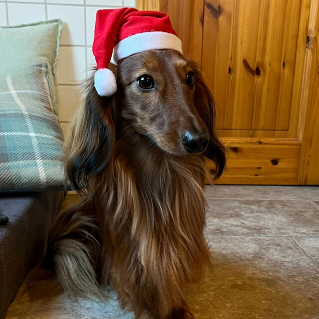 Santa's helper