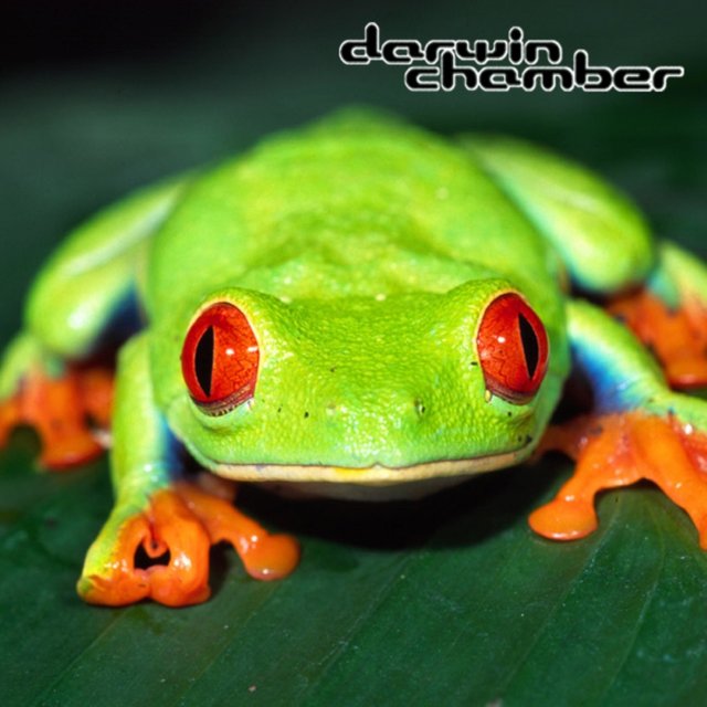 3-D Frog Chorus