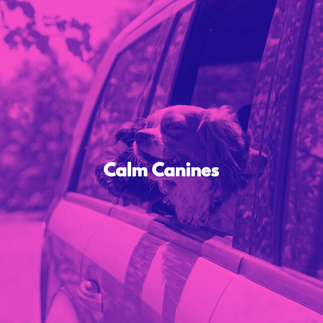 Calm Canines