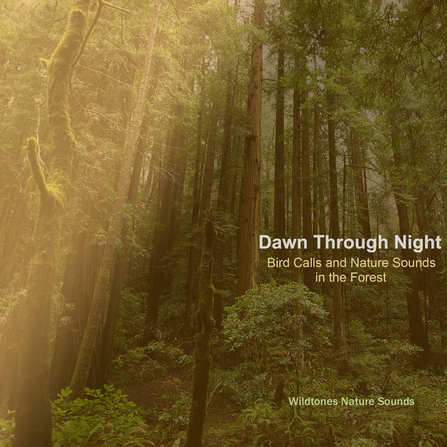 Dawn Through Night: Bird Calls and Nature Sounds in the Forest