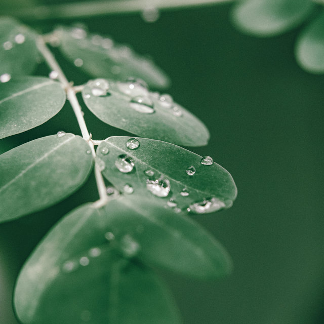 Peaceful Rain