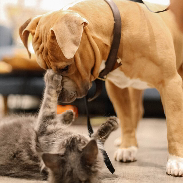 Paws & Play: Piano Journeys with Pets