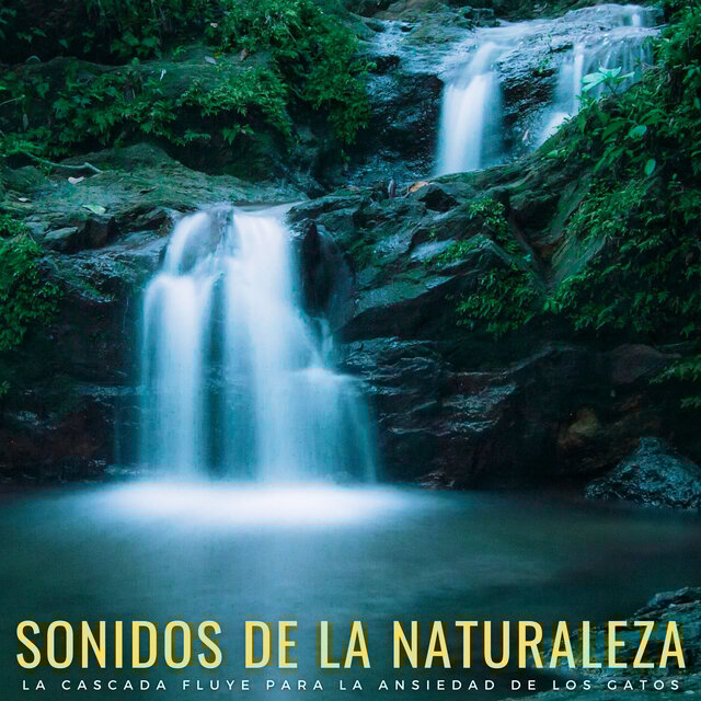 Sonidos De La Naturaleza: La Cascada Fluye Para La Ansiedad De Los Gatos