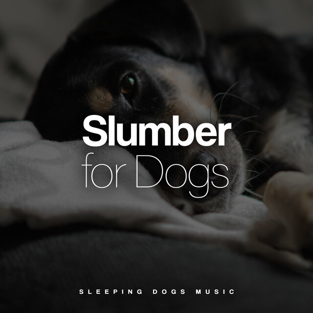 Slumber for Dogs