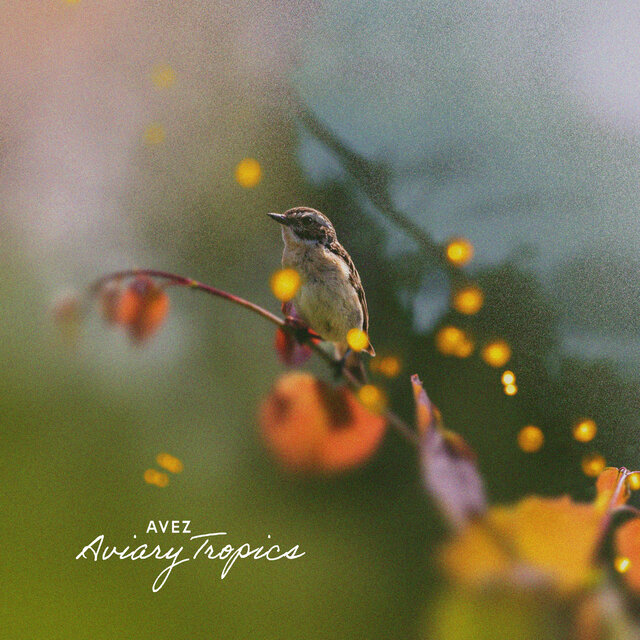 Aviary Tropics