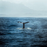 Tranquil Whale Tunes