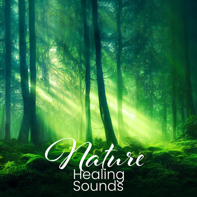 Nature Healing Sounds – A Forest Symphony (For Deep Sleep, Stress Relief, Inner Peace & Total Relax)