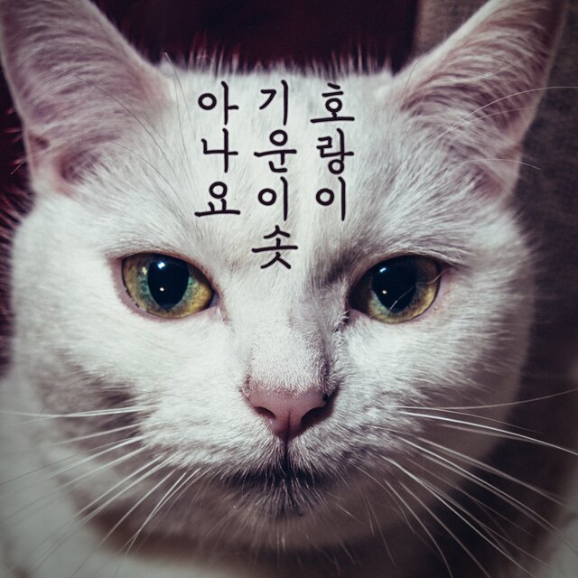 호랑이 기운이 솟아나요
