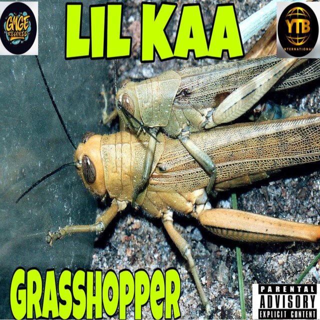 Grasshopper