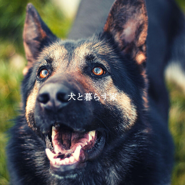 犬と暮らす家