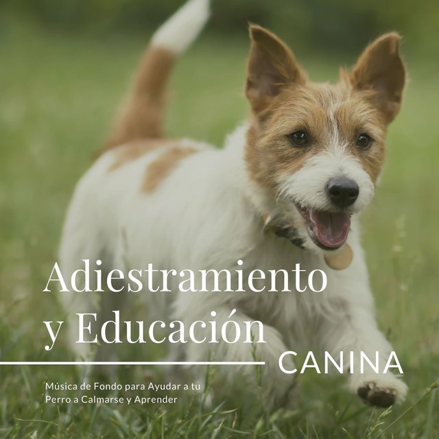 Adiestramiento y Educación Canina: Música de Fondo para Ayudar a tu Perro a Calmarse y Aprender
