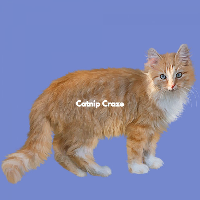 Catnip Craze