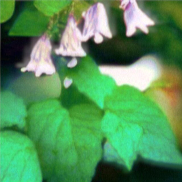 Shades of Green