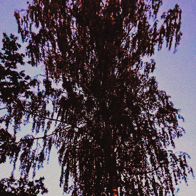 birch trees