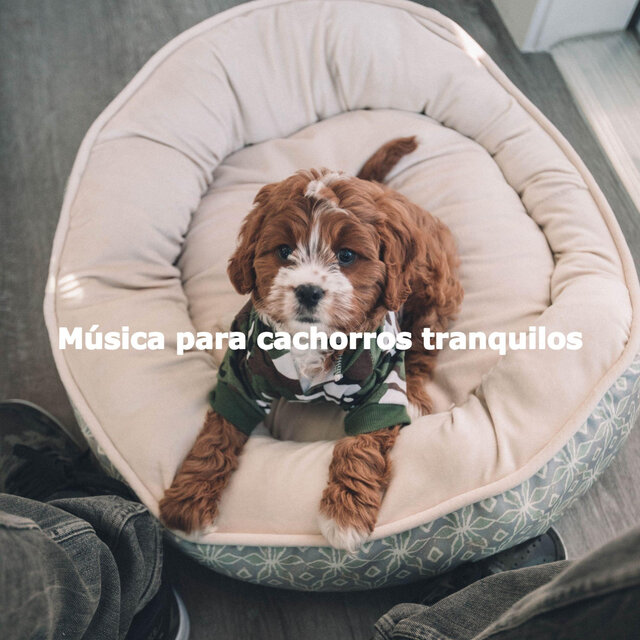 Música para cachorros tranquilos
