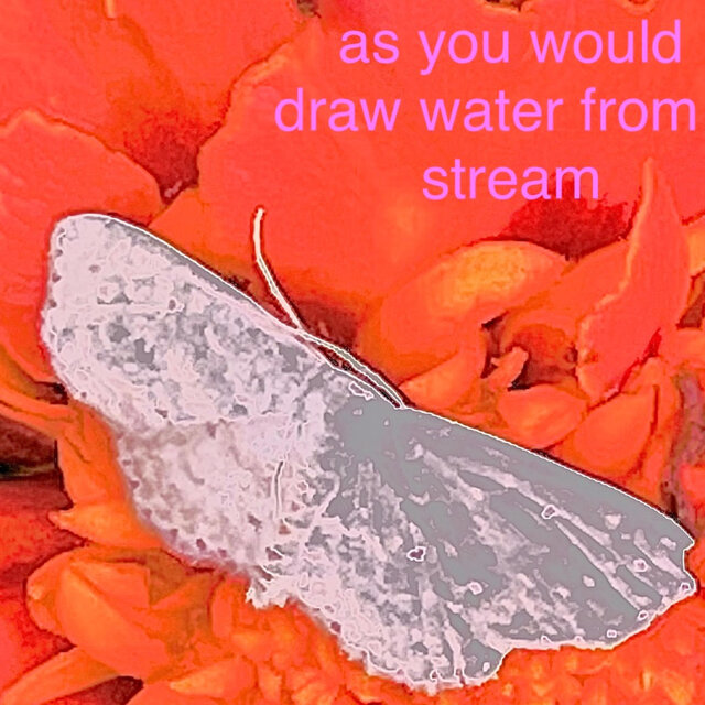 Marigold moth