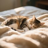 Lofi Tunes Cat Naps