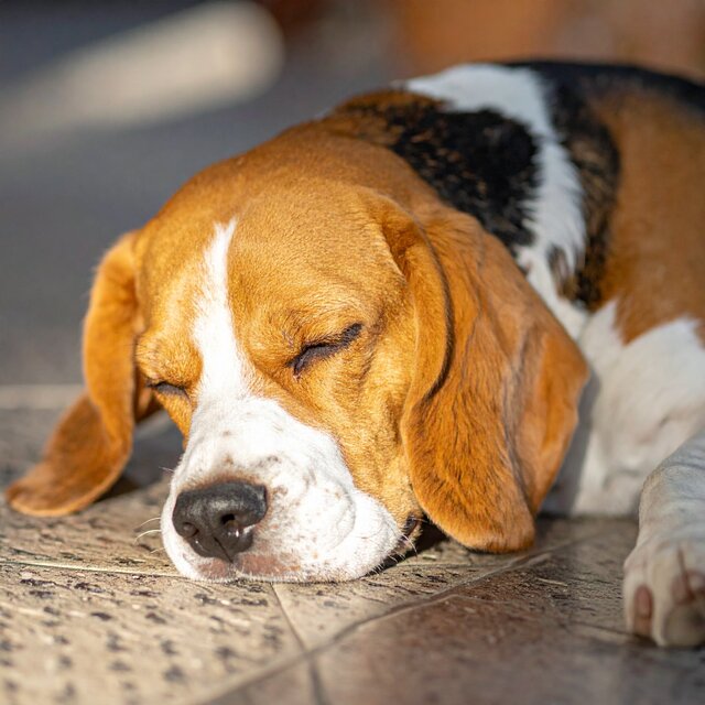 Vibraciones Suaves Para Perros Dormilones