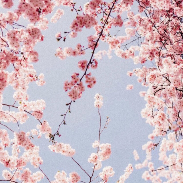 cherry