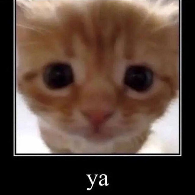 RAGE CAT