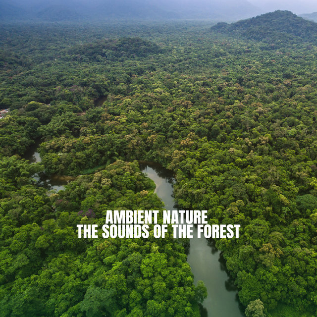 Ambient Nature: The Sounds of the Forest