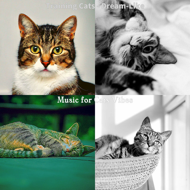 Training Cats - Dream-Like