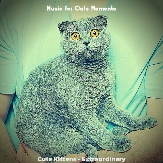 Cute Kittens - Extraordinary