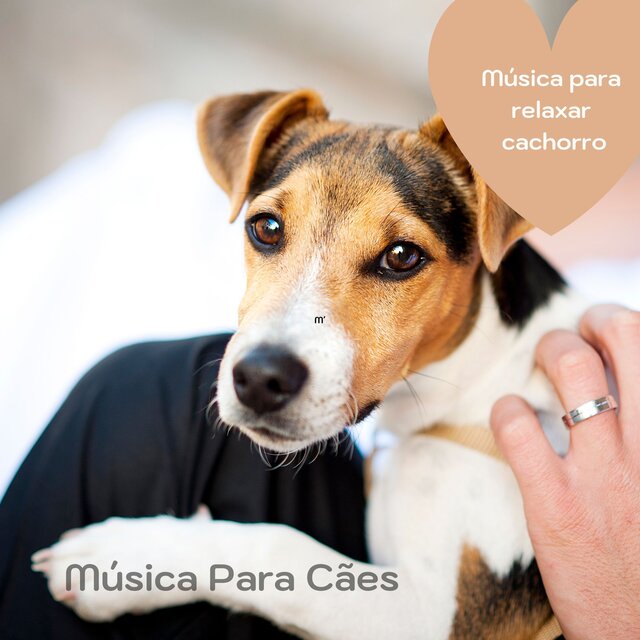 Música para relaxar cachorro