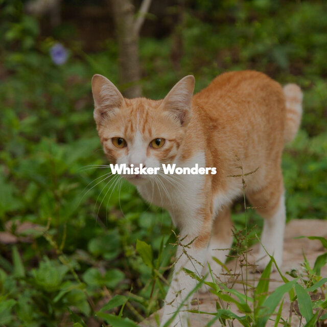 Whisker Wonders