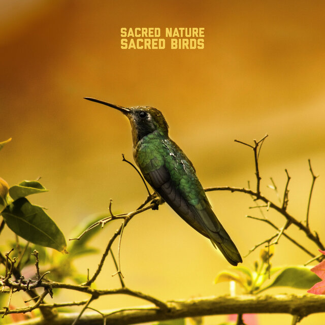 Sacred Birds