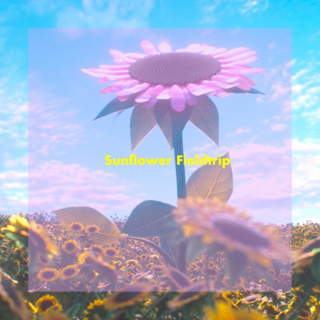 Sunflower Fieldtrip