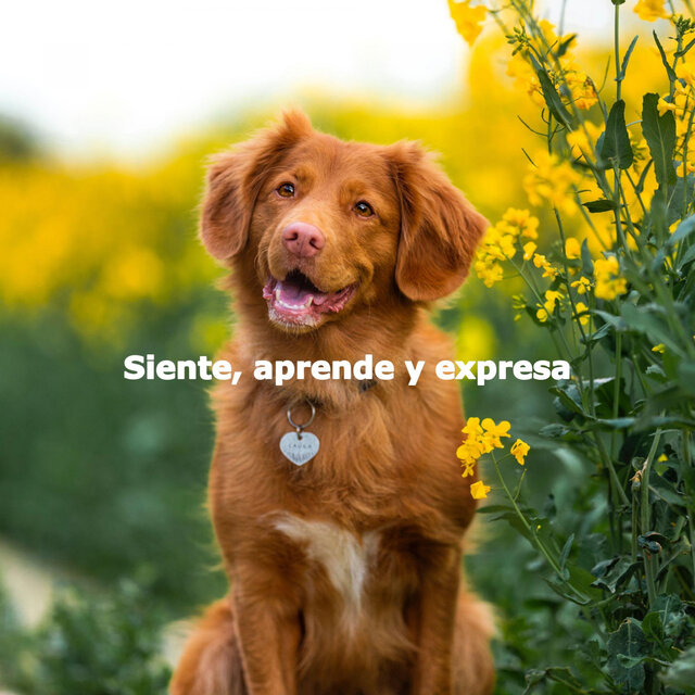 Siente, aprende y expresa