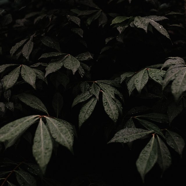 Rain Sleep Sounds