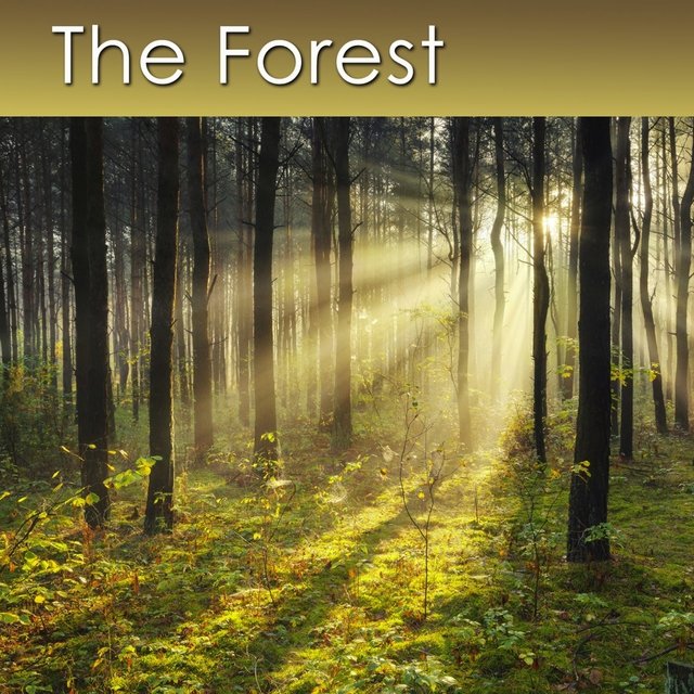 The Forest (Relaxing Music with Healing Sounds of the Forest)
