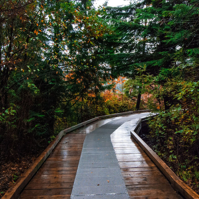 Soothing Refuge: A Serene Raindrop Soundscape Journey