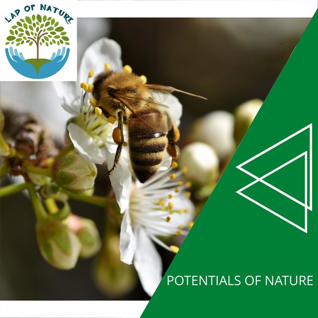 Potentials of Nature
