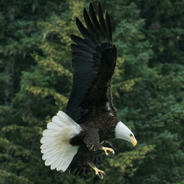 Wonderful Bird Song