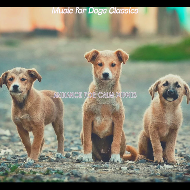 Ambiance for Calm Puppies
