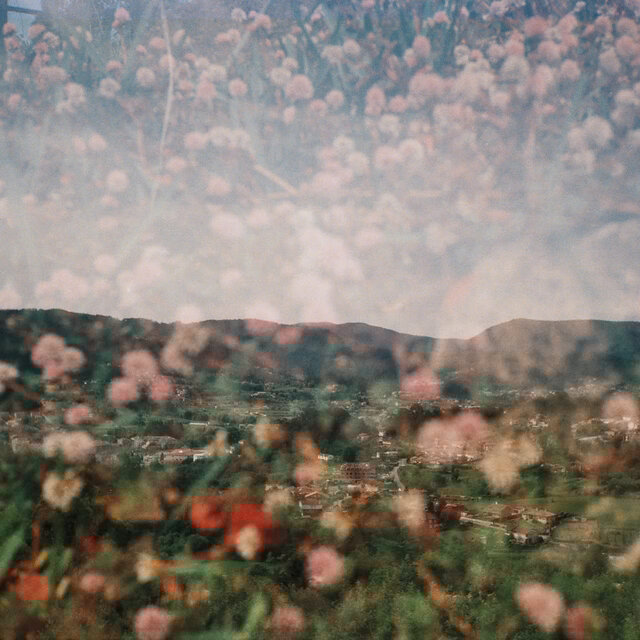Rosas de Barcial