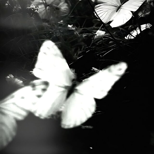 jasmine
