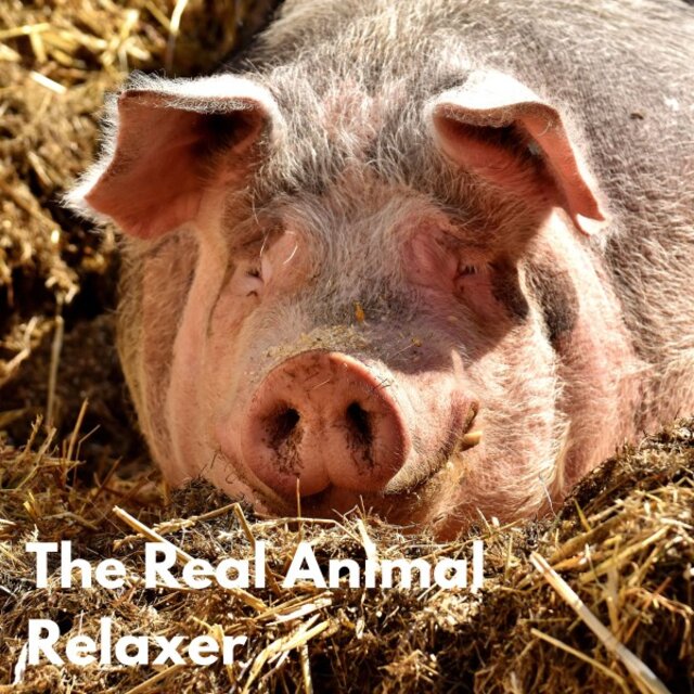 Soothing Sounds for Animals