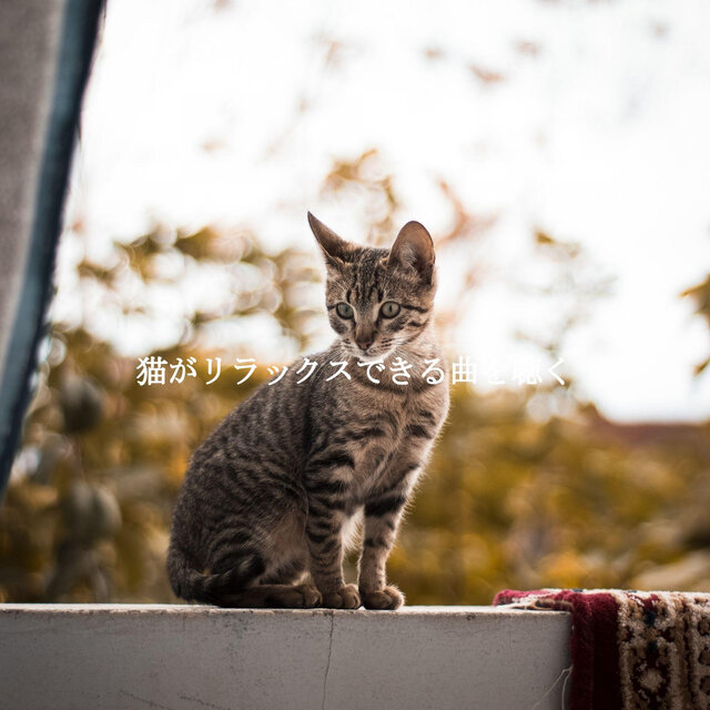 猫がリラックスできる曲を聴く