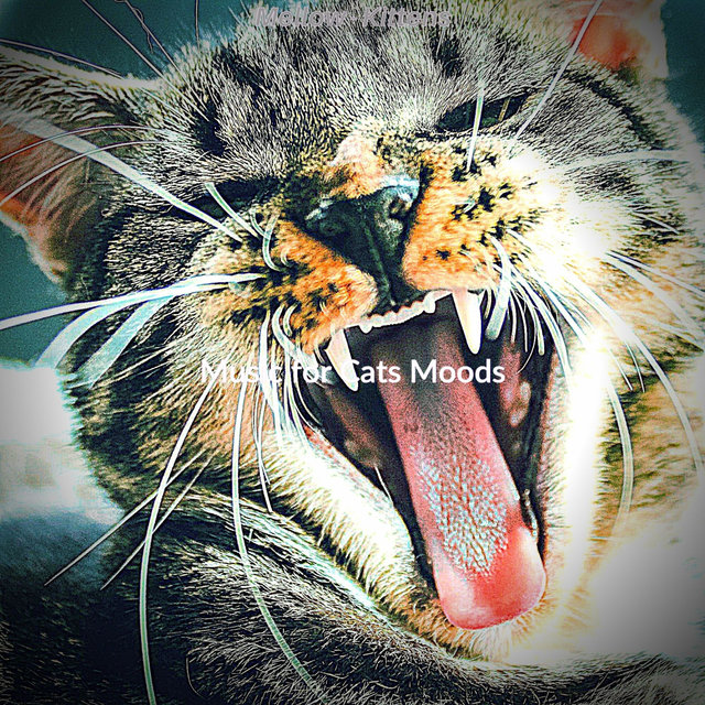 Mellow - Kittens